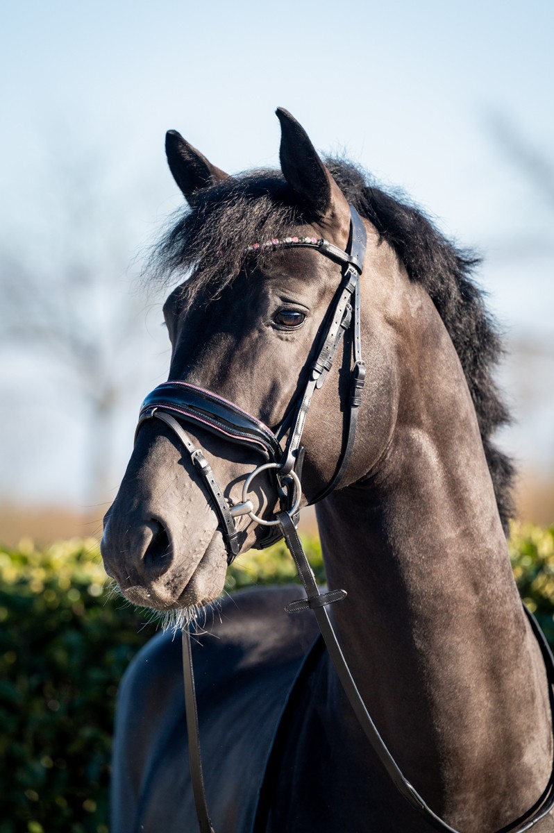 HB Showtime Evalira - Afbeelding 6